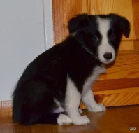 krásná štěnátka border kolie