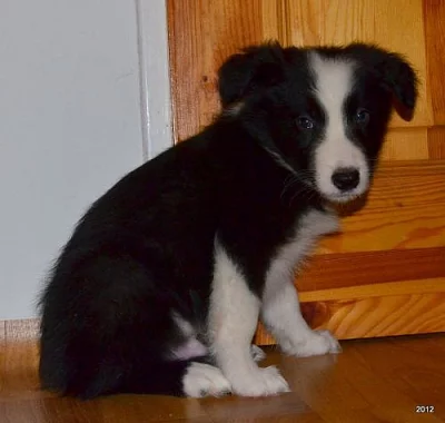 krásná štěnátka border kolie