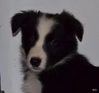 krásná štěnátka border kolie