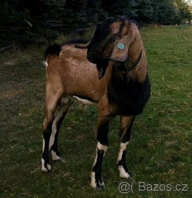 Připouštění 100 % anglonubijský kozel