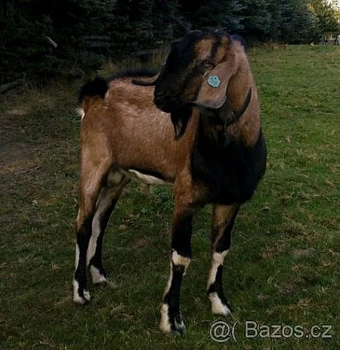 Připouštění 100 % anglonubijský kozel