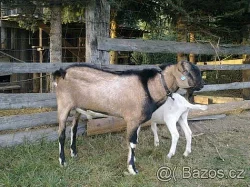 Připouštění 100 % anglonubijský kozel