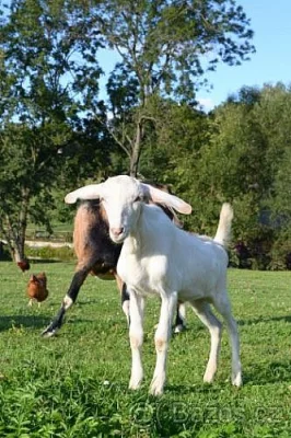 Prodám 75 % anglonubijského kozlika