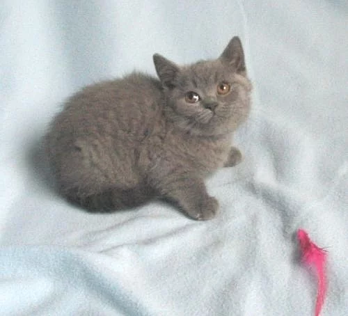 Britská vymazlená koťátka ihned k odběru!