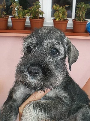 Knírač střední pepř a SŮL