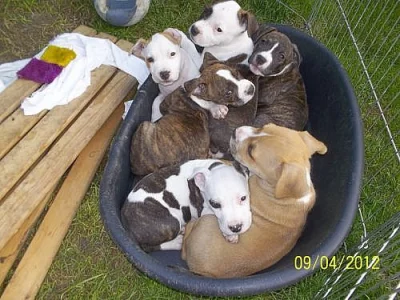 Nádherná štěňátka AST