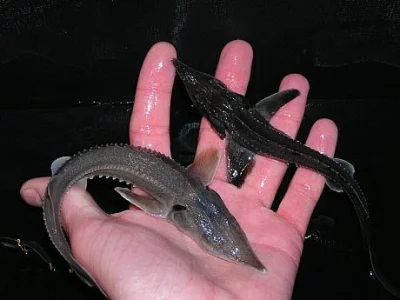 Jeseteři a další orasné a násadové ryby