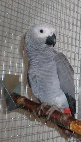 Prodám samičku žaka konga