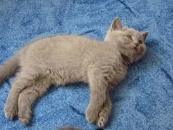 Britský modrý kocourek bez PP