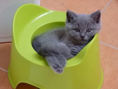 Britský modrý kocourek bez PP