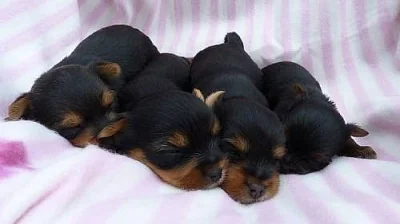 Jorkšírský teriér štěňátka s PP