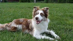 Border kolie štěňátka s PP