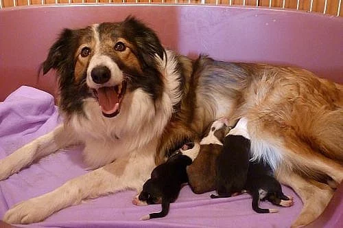 Border kolie štěňátka s PP