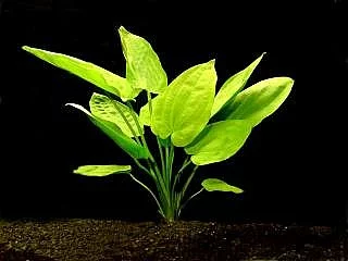 Akvarijní rostliny 