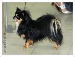 Čivava dlouhosrstá s PP