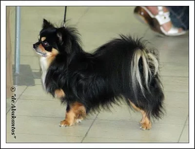 Čivava dlouhosrstá s PP