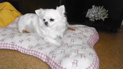 Čivava dlouhosrstá s PP