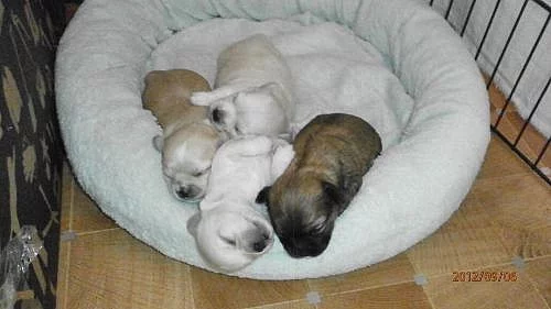 Čivava dlouhosrstá s PP