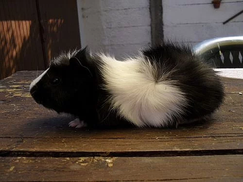 Na prodej rozetový sameček