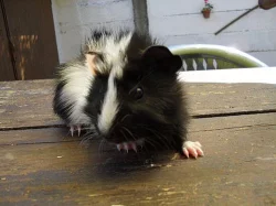 Na prodej rozetový sameček