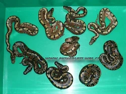 PYTHON REGIUS SPIDER A NORMAL - ODCHOV 8/12