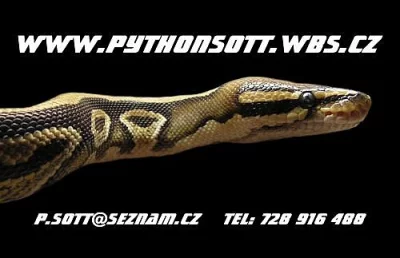 PYTHON REGIUS SPIDER A NORMAL - ODCHOV 8/12