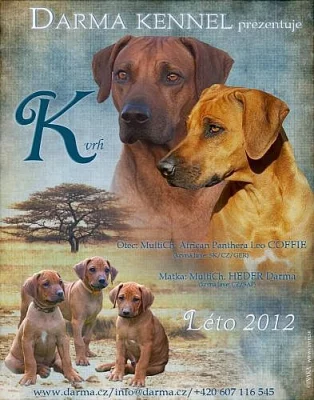 Rhodéský ridgeback - štěňátka s PP