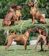 Rhodéský ridgeback - štěňátka s PP