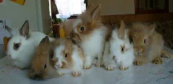 Prodám nádherné zakrslé králíčky,