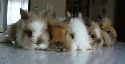 Prodám nádherné zakrslé králíčky,