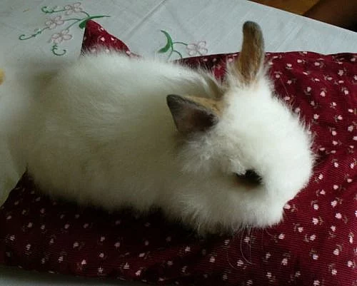 Prodám nádherné zakrslé králíčky,