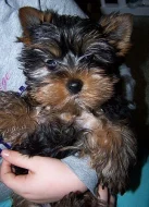 Jorkšírský terier