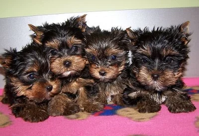 Jorkšírský terier