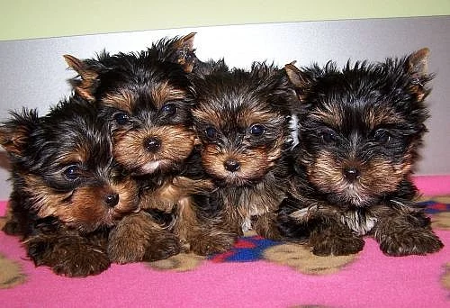 Jorkšírský terier