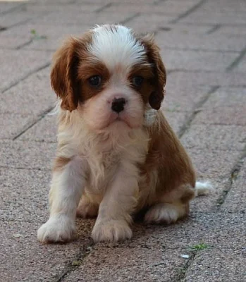 Kavalir King Charles Spaniel s PP