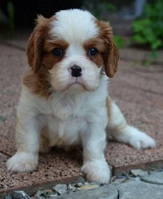 Kavalir King Charles Spaniel s PP