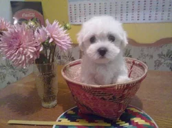 maltézáček,maltezsky psik,maltezak