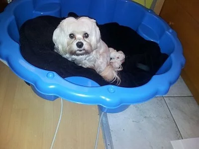 maltézáček,maltezsky psik,maltezak