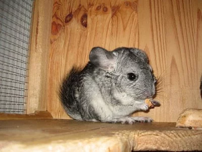 prodám mláďata činčily