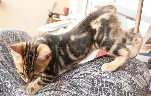 Bengálská koťata - s PP