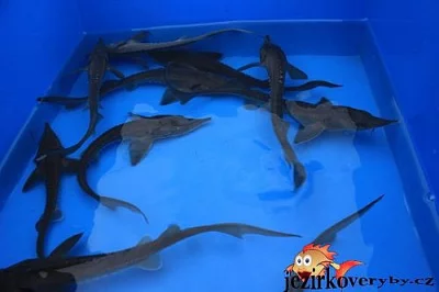 Prodám jesetery sibiřské a ruské