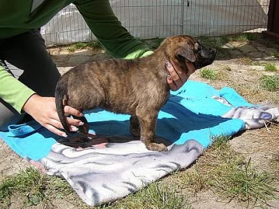 Fenka Holandského ovčáka