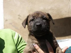 Fenka Holandského ovčáka