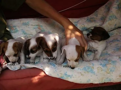 Jack russel terier fenky