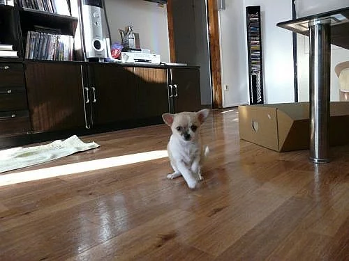 Čivava krátkosrstá bez PP