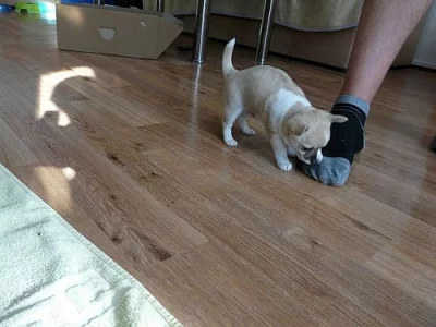 Čivava krátkosrstá bez PP