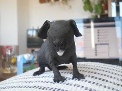 Skinny morčátka s PP