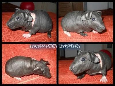 Skinny morčátka s PP