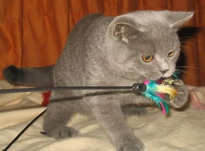 Britská vymazlená koťátka-kocourci ihned k odběru!