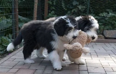 Bearded collie - 2 štěňátka (holčička a kluk) s PP